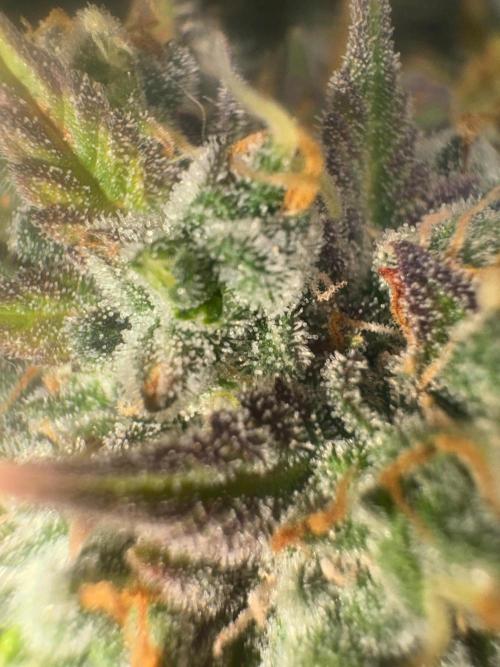 Grapefruit auto/wedding cheesecake auto. Week 11