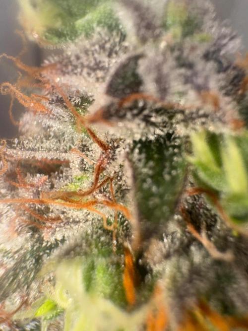 Grapefruit auto/wedding cheesecake auto. Week 11