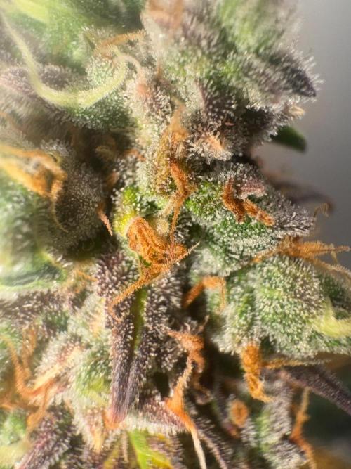Grapefruit auto/wedding cheesecake auto. Week 11