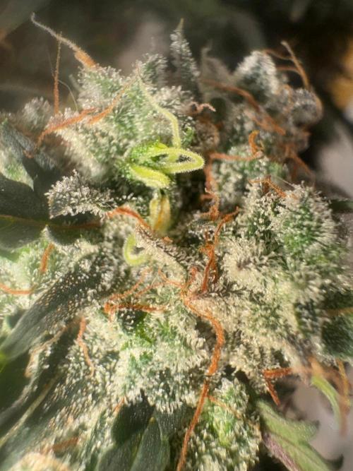 Grapefruit auto/wedding cheesecake auto. Week 11