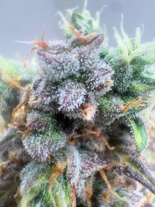 Grapefruit auto/wedding cheesecake auto. Week 11