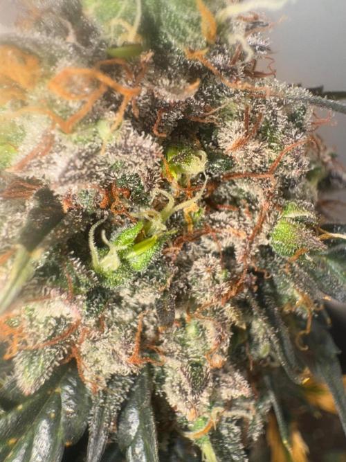 Grapefruit auto/wedding cheesecake auto. Week 11