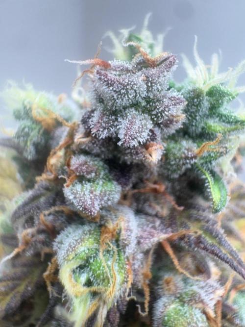 Grapefruit auto/wedding cheesecake auto. Week 11