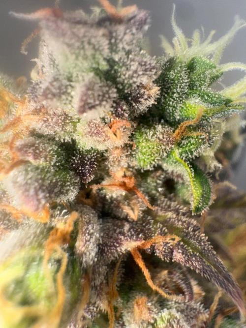 Grapefruit auto/wedding cheesecake auto. Week 11