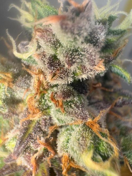 Grapefruit auto/wedding cheesecake auto. Week 11