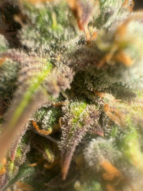 Grapefruit auto/wedding cheesecake auto. Week 11