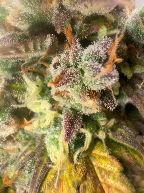 Grapefruit auto/wedding cheesecake auto. Week 11