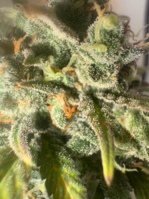 Grapefruit auto/wedding cheesecake auto. Week 11