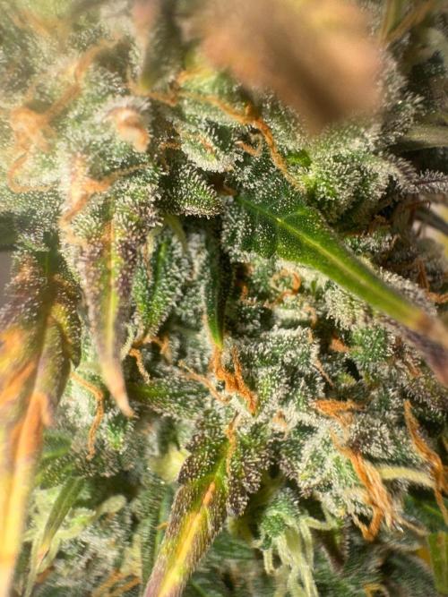 Grapefruit auto/wedding cheesecake auto. Week 11