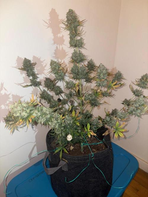 Grapefruit auto/wedding cheesecake auto. Week 13