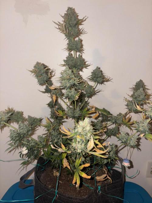 Grapefruit auto/wedding cheesecake auto. Week 13