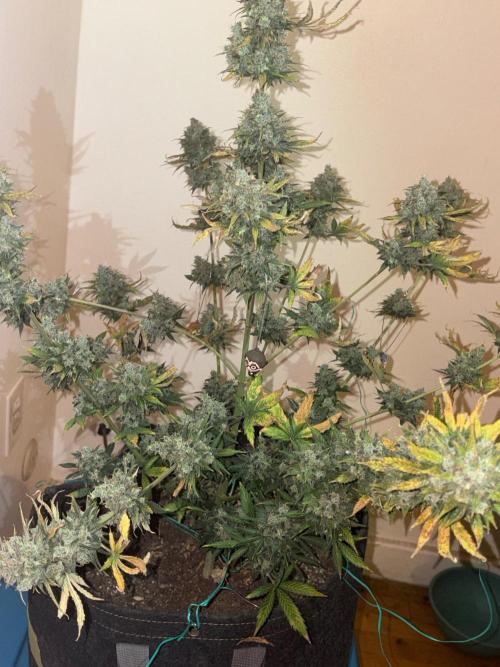 Grapefruit auto/wedding cheesecake auto. Week 13