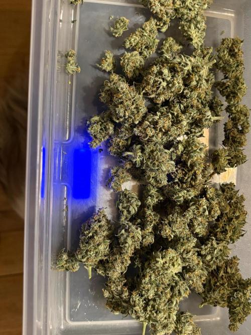 Grapefruit auto/wedding cheesecake auto. Week 13