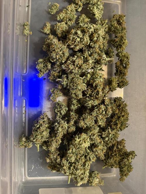 Grapefruit auto/wedding cheesecake auto. Week 13