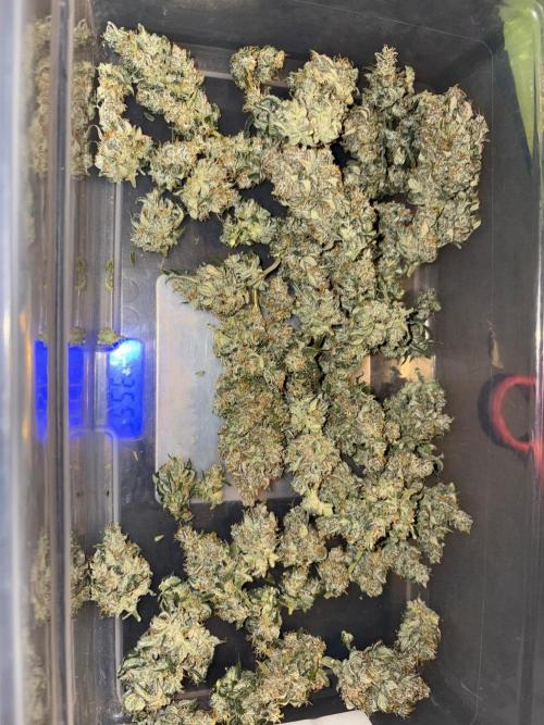 Grapefruit auto/wedding cheesecake auto. Week 13
