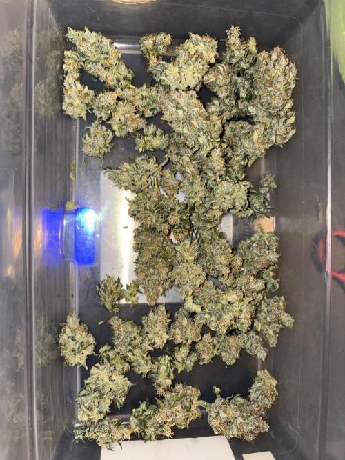 Grapefruit auto/wedding cheesecake auto. Week 13