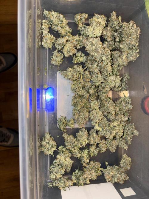 Grapefruit auto/wedding cheesecake auto. Week 13