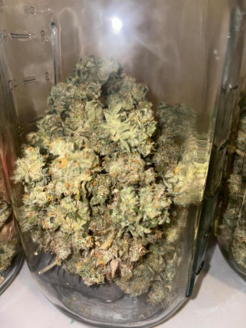 Grapefruit auto/wedding cheesecake auto. Week 13