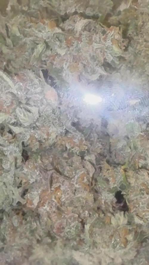 Grapefruit auto/wedding cheesecake auto