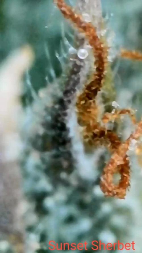 Sunset Sherbet 🌅🍧