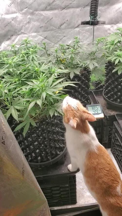Blue Cheese Auto