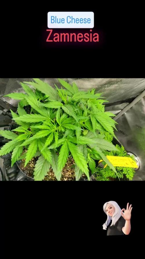 Blue Cheese Auto