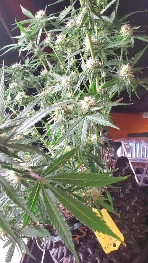 Blue Cheese Auto