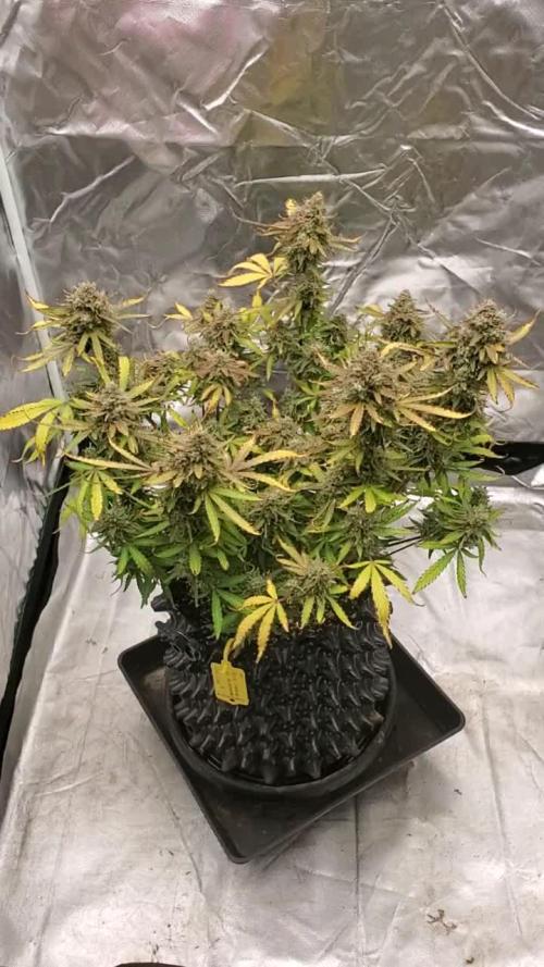 Blue Cheese Auto