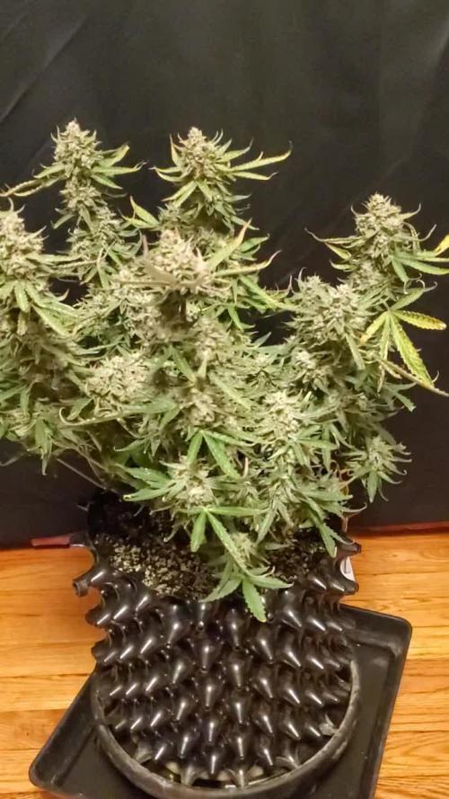 Blue Cheese Auto