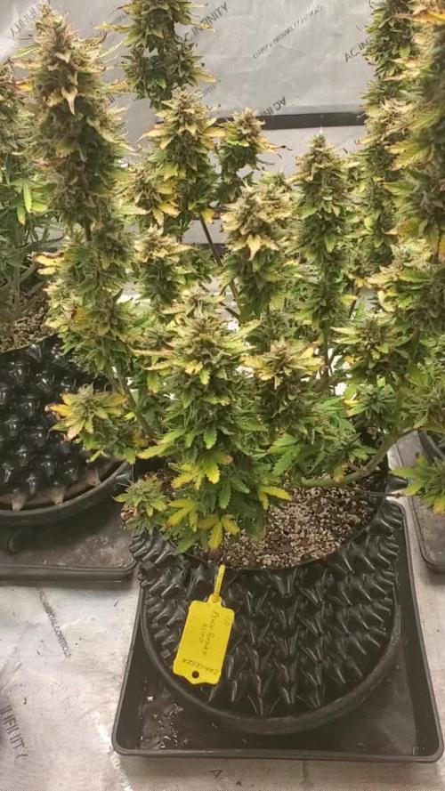 Pink Rozay auto