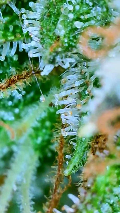 Pink Rozay auto