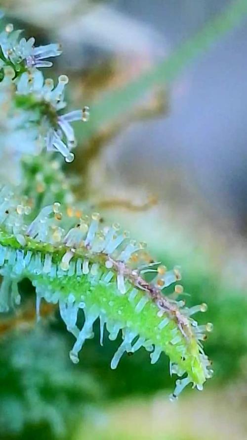 Pink Rozay auto