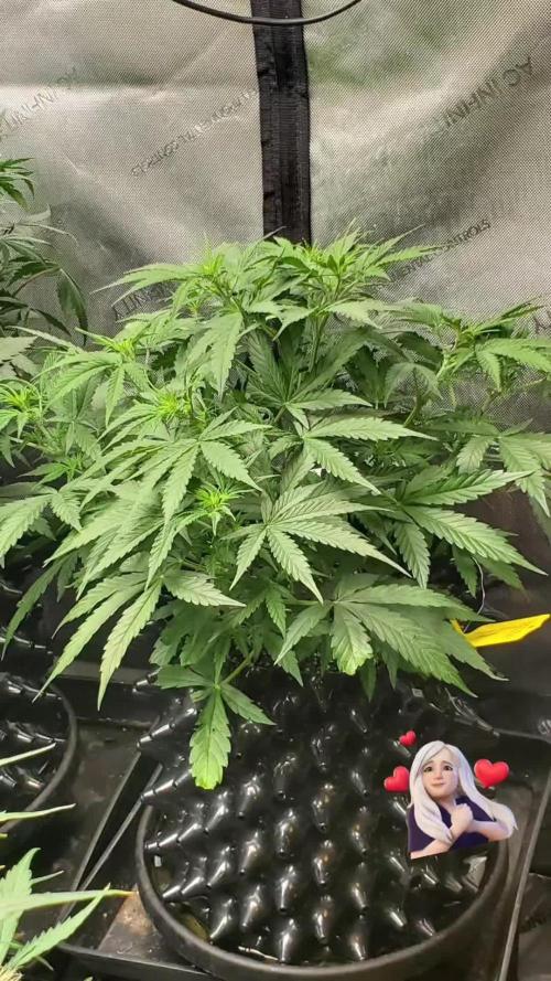 Love 💘 for all (#PimpMyGrow)