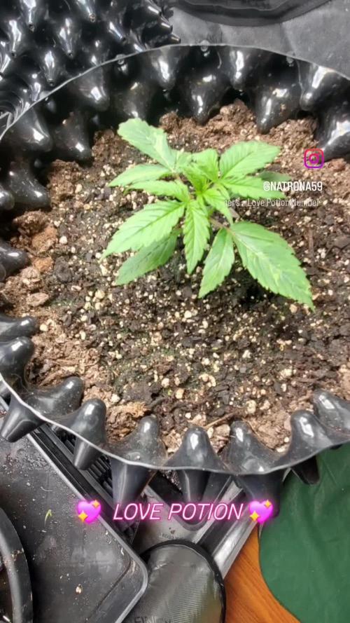 🏆Love 💘 for all (#PimpMyGrow)