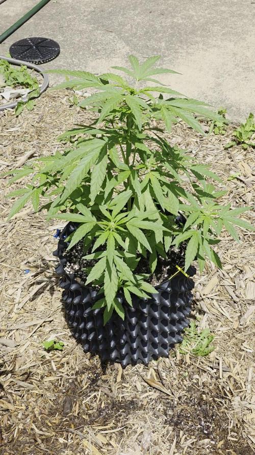Sour Jealousy FB 2025 Outdoor Grow