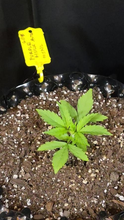 Purple Hulk Auto