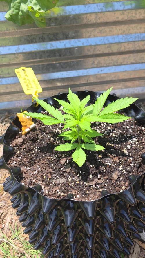 Purple Hulk Auto