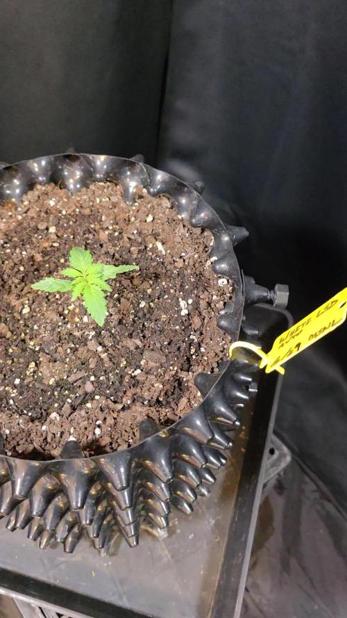 White LSD Auto