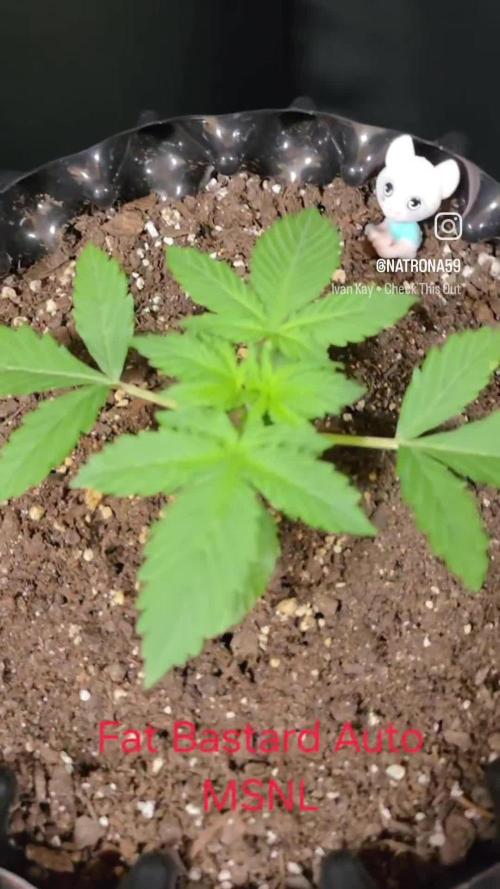 Fat Bastard Auto