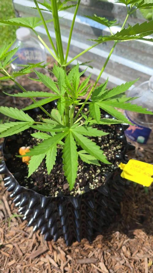 Purple Hulk Auto