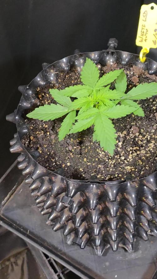 White LSD Auto