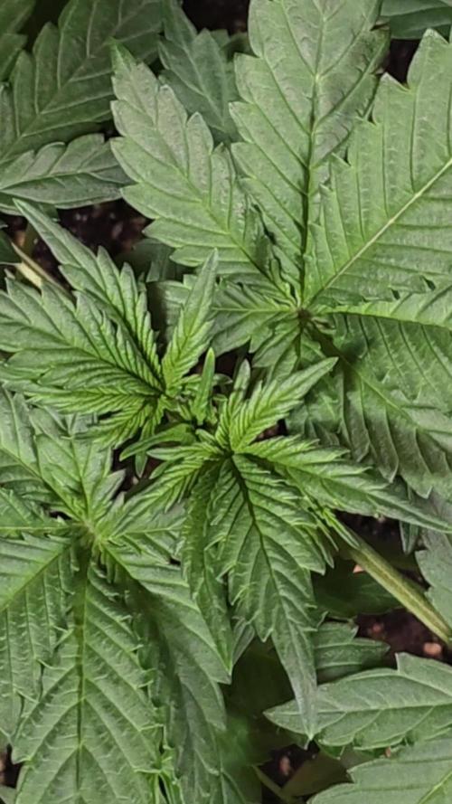 Fat Bastard Auto