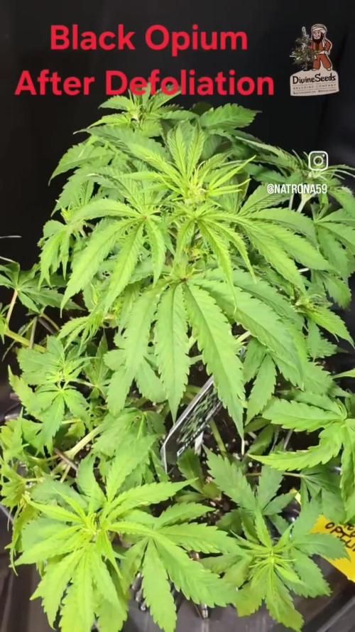 Auto Black Opium 🏆 2025 🏆
