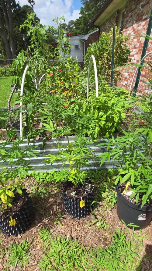 No Calorie Auto Candy 🏆 Outside