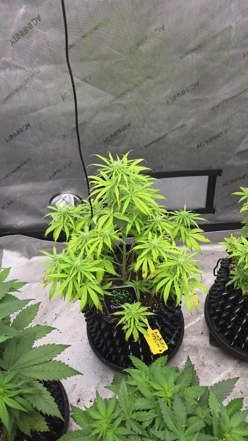 Auto Black Opium 🏆 2025 🏆