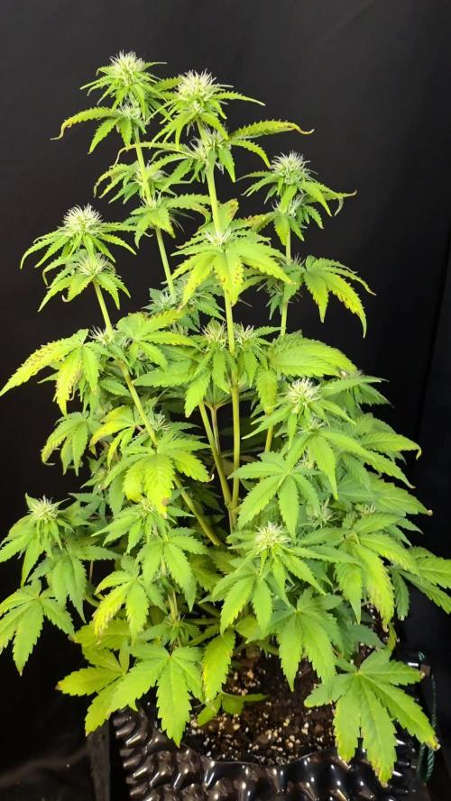 Fat Bastard Auto