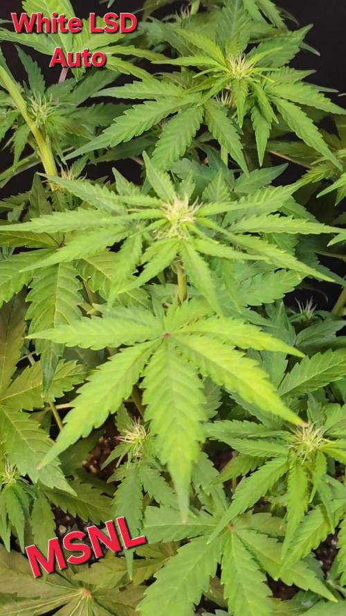 White LSD Auto