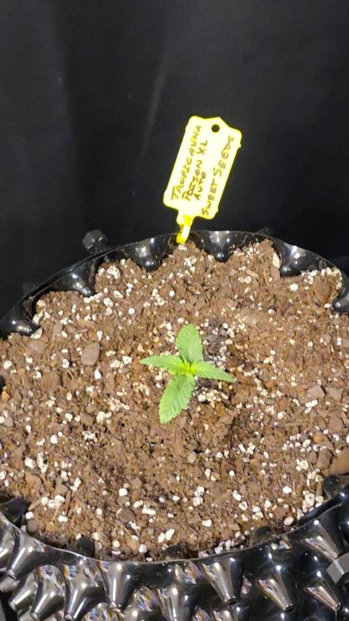 Tropicana Poison XL auto