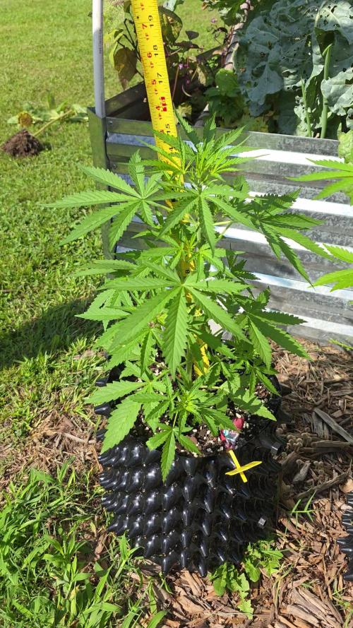 Tropicana Poison XL auto