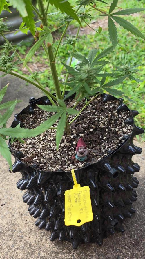 Tropicana Poison XL auto